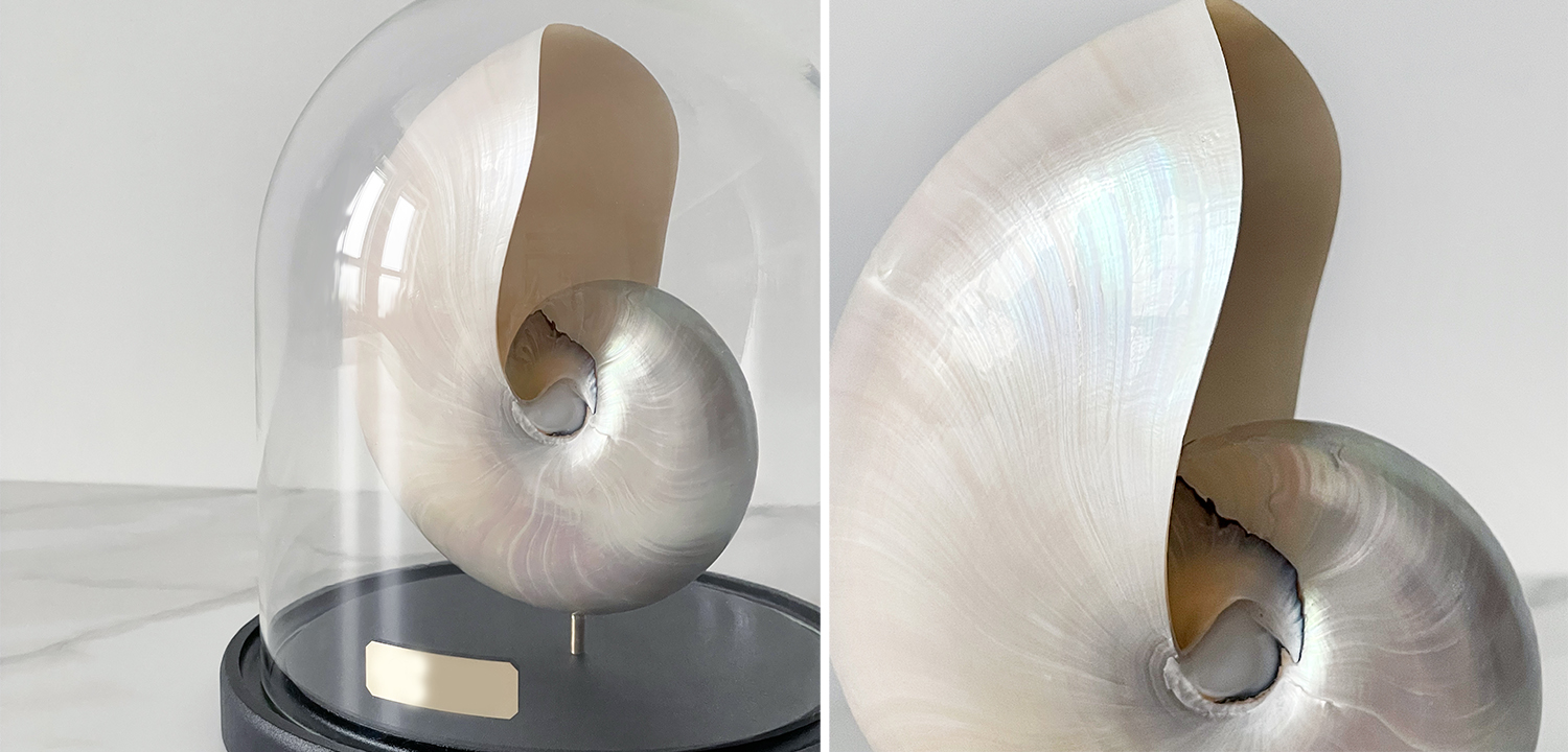 Статуэтка Nautilus Pompilius Nacre Glass Cloche - фото