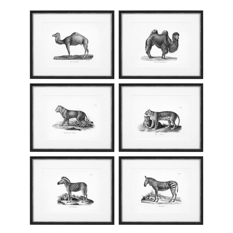 Комплект постеров Eichholtz Prints Historical Animals set of 6 Черный Черно-белый в Сочи | Loft Concept 