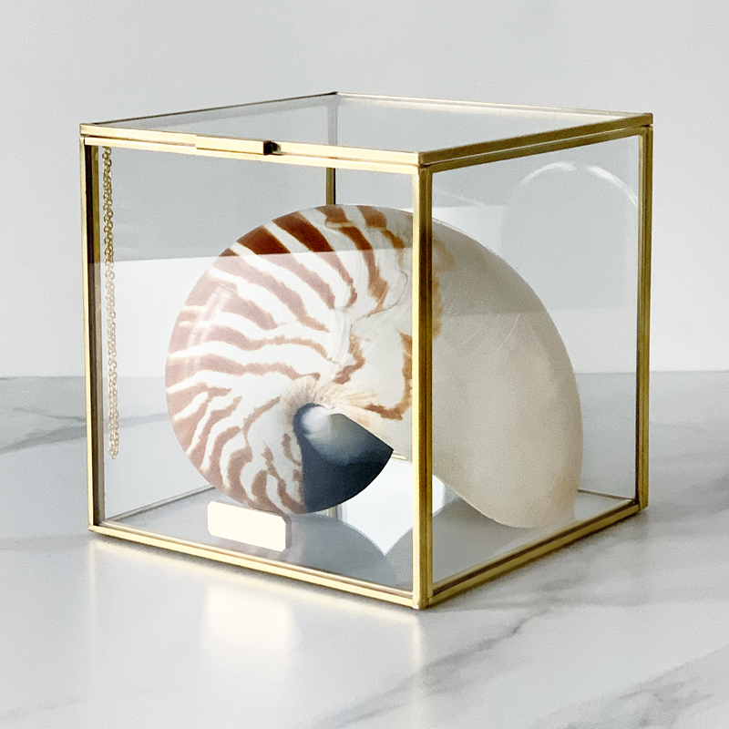 Статуэтка Nautilus Pompilius Glass Box M  в Сочи | Loft Concept 