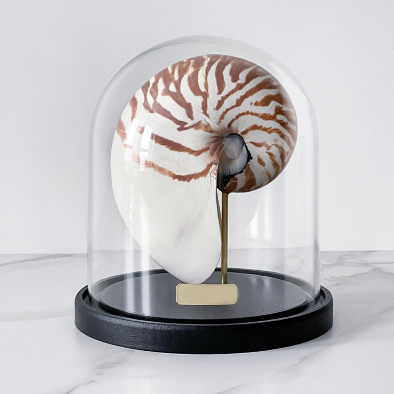 Статуэтка Nautilus Pompilius Glass Cloche  в Сочи | Loft Concept 