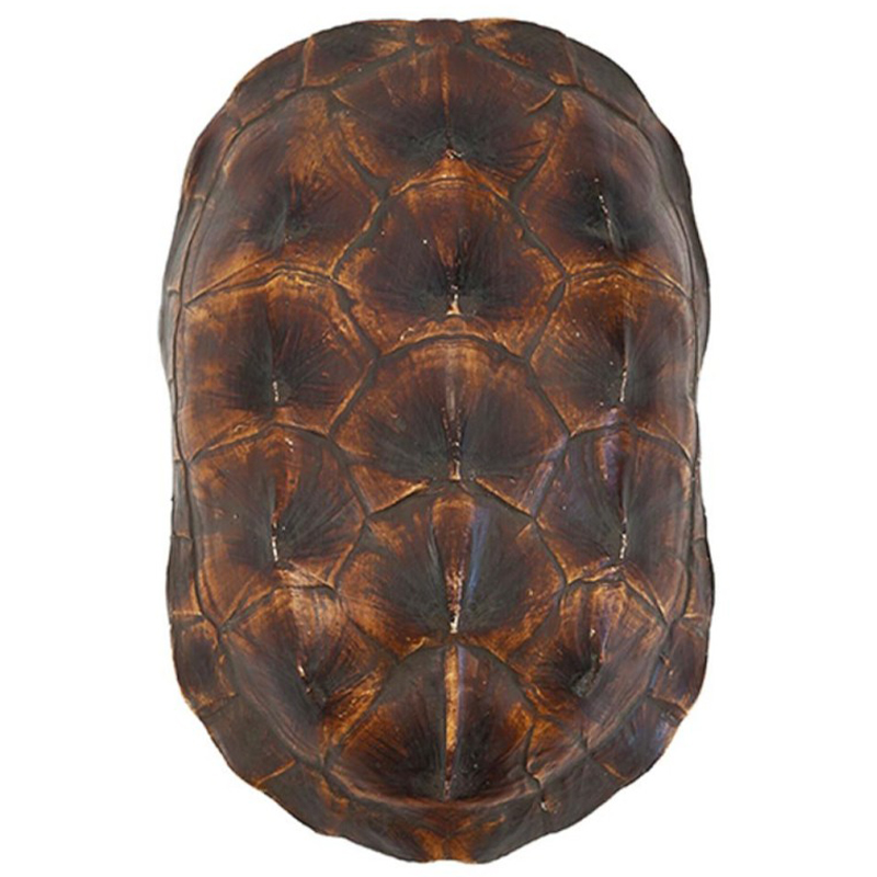 Аксессуар Turtle Shell Natural Brown Коричневый в Сочи | Loft Concept 