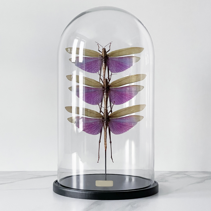 Статуэтка 3 Grasshoppers Titanacris Albipes Glass Cloche  в Сочи | Loft Concept 