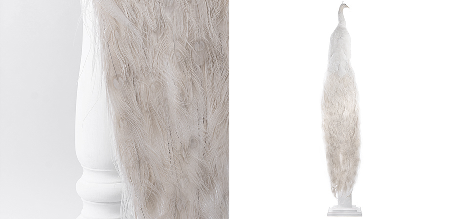 Чучело Белого Павлина на подставке  - фото №1