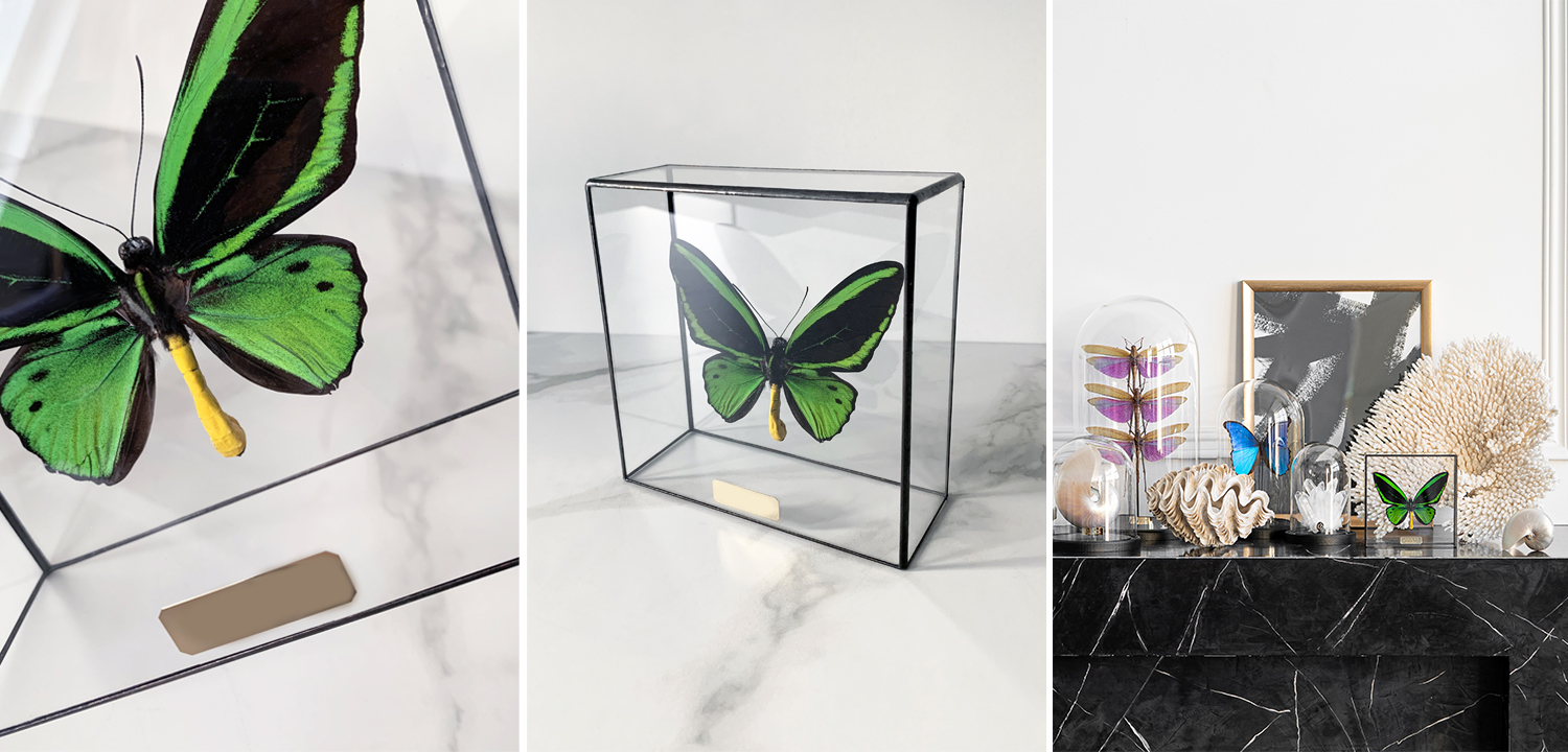 Статуэтка Butterfly Priamus Poseidon Glass Box - фото