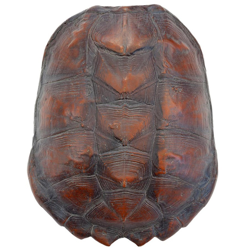 Аксессуар Turtle Shell Big Natural Коричневый в Сочи | Loft Concept 