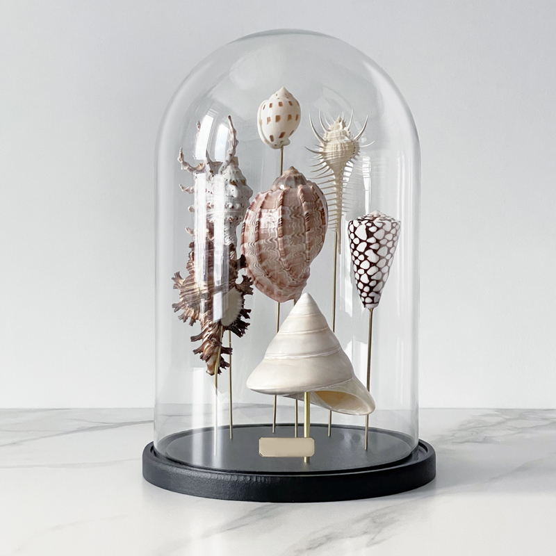 Статуэтка Shell Collection Glass Cloche 2  в Сочи | Loft Concept 