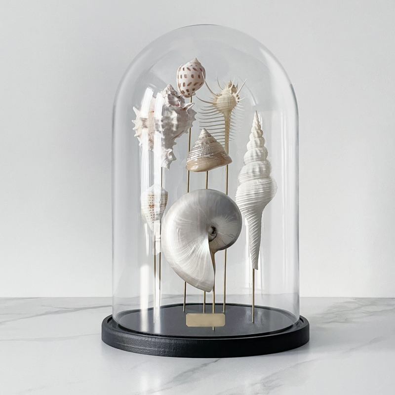 Статуэтка Shell Collection Glass Cloche 1  в Сочи | Loft Concept 