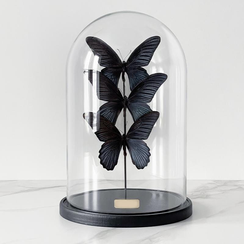 Статуэтка 3 Butterflies Papilio Memnon Glass Cloche  в Сочи | Loft Concept 