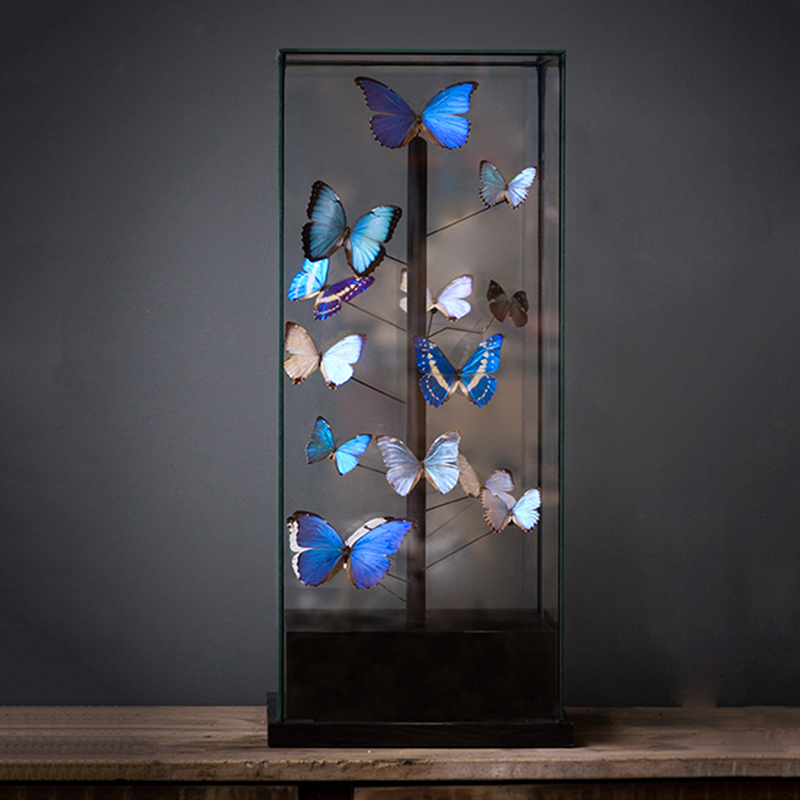 Статуэтка 14 Blue Butterflies Morphos Glass Box  в Сочи | Loft Concept 