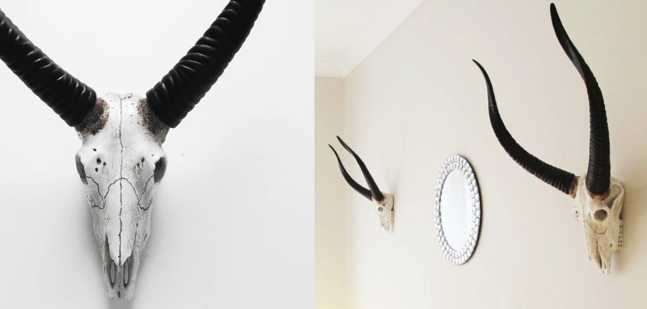 Череп антилопы с черными рогами - Loft-Concept в Сочи