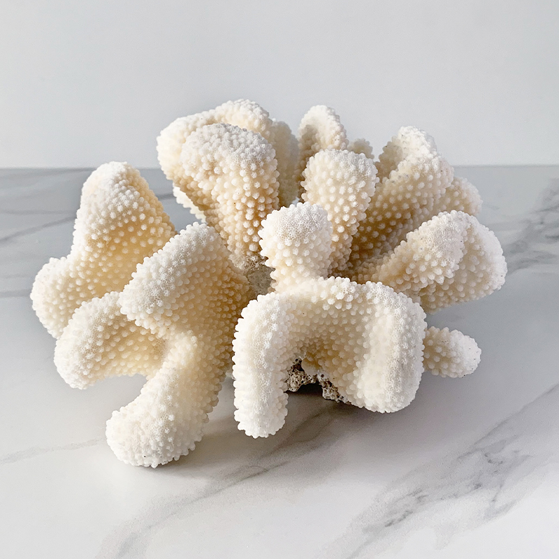 Статуэтка White Cauliflower Coral  в Сочи | Loft Concept 