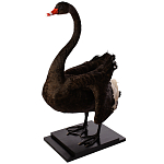 Настоящее чучело черного лебедя Black Swan варинант исполнения - 2 | Loft Concept в Сочи