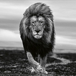 Книга Beusker. Look into my Eyes варинант исполнения - 7 | Loft Concept в Сочи