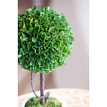 Декоративный искусственное растение Single boxwood варинант исполнения - 7 | Loft Concept в Сочи