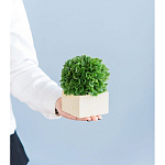 Декоративный искусственное растение Square boxwood варинант исполнения - 7 | Loft Concept в Сочи