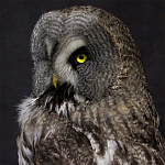 Чучело Совы таксидермия варинант исполнения - 2 | Loft Concept в Сочи