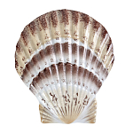 Фигурка из фарфора в виде ракушки морского гребешка Marine Tridacna варинант исполнения - 1 | Loft Concept в Сочи