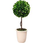 Декоративный искусственное растение Single boxwood варинант исполнения - 1 | Loft Concept в Сочи