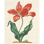 Книга цветов 22 постера Maria Sibylla Merian: 22 Pull-Out Posters варинант исполнения - 5 | Loft Concept в Сочи