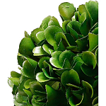 Декоративный искусственное растение Square boxwood варинант исполнения - 2 | Loft Concept в Сочи