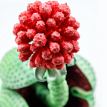 Дизайнерская статуэтка для интерьера Tropical Fruit Pandora 16 варинант исполнения - 1 | Loft Concept в Сочи