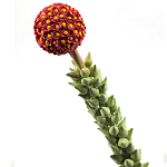 Статуэтка тропический фрукт  Tropical Fruit High Orange варинант исполнения - 2 | Loft Concept в Сочи