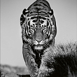 Книга Beusker. Look into my Eyes варинант исполнения - 6 | Loft Concept в Сочи