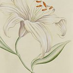 Обои ручная роспись Lilium Special Colourway on Ivory dyed silk варинант исполнения - 2 | Loft Concept в Сочи