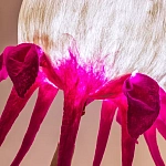 Торшер фуксия «Цветы из снов»  варинант исполнения - 4 | Loft Concept в Сочи