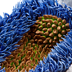 Дизайнерская статуэтка для интерьера Tropical Fruit Pandora 12 варинант исполнения - 3 | Loft Concept в Сочи