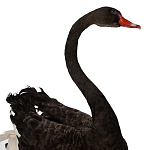 Настоящее чучело черного лебедя Black Swan варинант исполнения - 3 | Loft Concept в Сочи