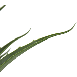 Декоративный искусственное растение Medium Aloe варинант исполнения - 2 | Loft Concept в Сочи