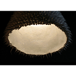 Светильник Acus варинант исполнения - 3 | Loft Concept в Сочи