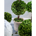 Декоративный искусственное растение Single boxwood варинант исполнения - 3 | Loft Concept в Сочи