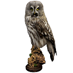Чучело Совы таксидермия варинант исполнения - 1 | Loft Concept в Сочи
