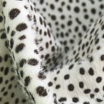 Мебельная ткань Искусственный мех  белый леопард 90 см T5-3 варинант исполнения - 1 | Loft Concept в Сочи