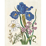 Книга цветов 22 постера Maria Sibylla Merian: 22 Pull-Out Posters варинант исполнения - 6 | Loft Concept в Сочи