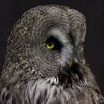 Чучело Совы таксидермия варинант исполнения - 5 | Loft Concept в Сочи