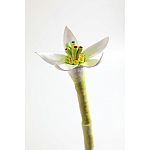 Статуэтка тропический фрукт Pandora Tropical Fruit Orange Two Flowers варинант исполнения - 3 | Loft Concept в Сочи