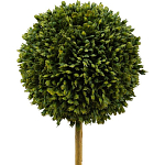 Декоративный искусственное растение Boxwood One варинант исполнения - 2 | Loft Concept в Сочи