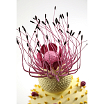 Статуэтка тропический фрукт Pandora Tropical Fruit Light Yellow Pink Flower варинант исполнения - 1 | Loft Concept в Сочи