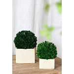 Декоративный искусственное растение Square boxwood варинант исполнения - 4 | Loft Concept в Сочи