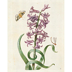 Книга цветов 22 постера Maria Sibylla Merian: 22 Pull-Out Posters варинант исполнения - 2 | Loft Concept в Сочи