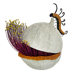 Статуэтка фантастический фрукт Exotic Tropical Fruit orange and white 67 варинант исполнения - 4 | Loft Concept в Сочи