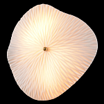 Бра в форме лепестка с рельефной текстурой FLOW варинант исполнения - 1 | Loft Concept в Сочи