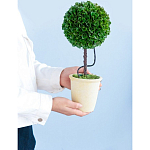 Декоративный искусственное растение Single boxwood варинант исполнения - 8 | Loft Concept в Сочи