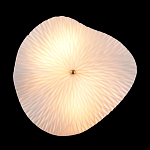 Бра в форме лепестка с рельефной текстурой FLOW варинант исполнения - 3 | Loft Concept в Сочи