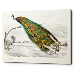Постер на холсте с изображением павлина на ветке Majestic Peacock on a Tree Poster варинант исполнения - 1 | Loft Concept в Сочи