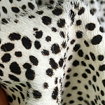 Мебельная ткань Искусственный мех  белый леопард 90 см T5-3 варинант исполнения - 3 | Loft Concept в Сочи
