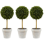 Декоративный искусственное растение Boxwood One варинант исполнения - 1 | Loft Concept в Сочи